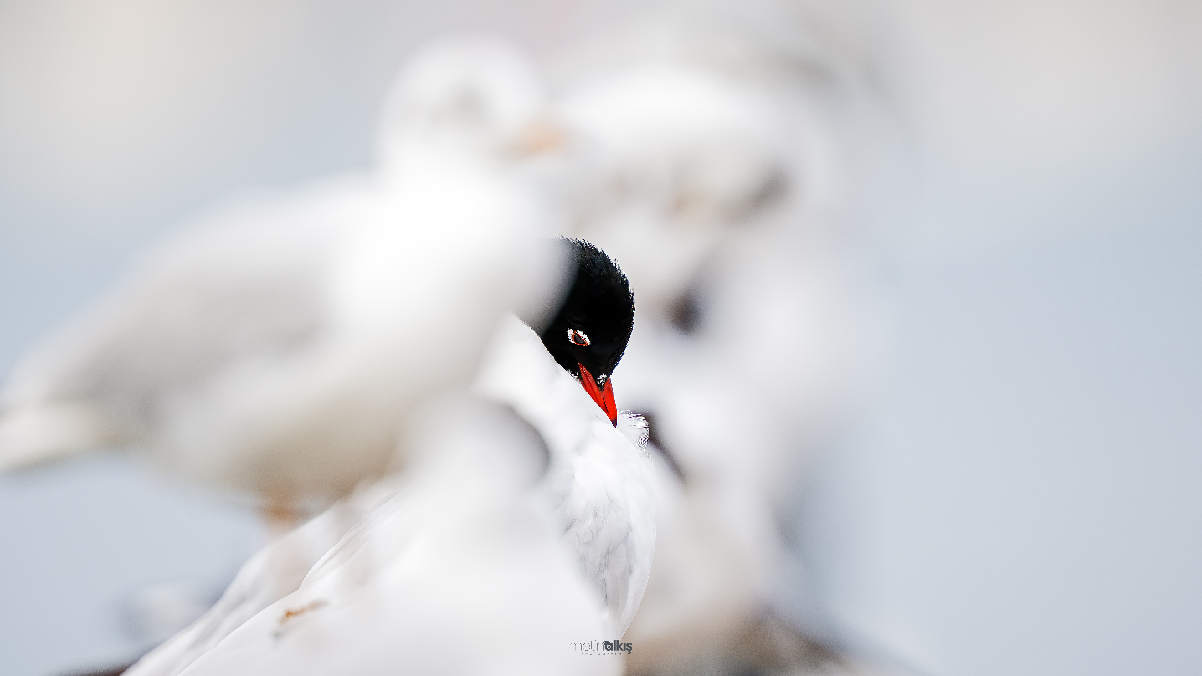 Mediterranean Gull